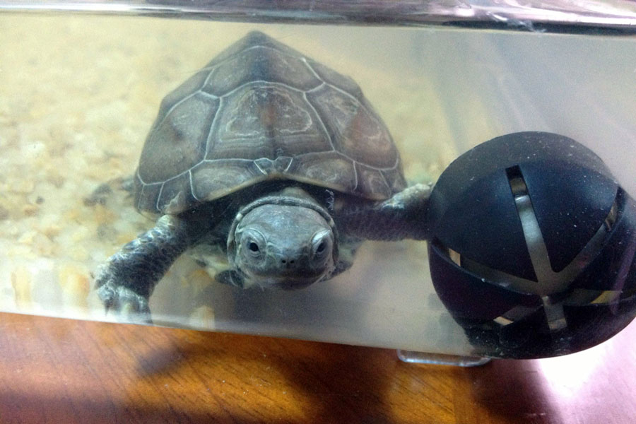 白露时节到，用加热棒养龟时，正确选择和使用是成功的关键