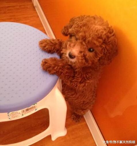 惩罚泰迪犬的方式很多，但是这几种方式，主人千万别用