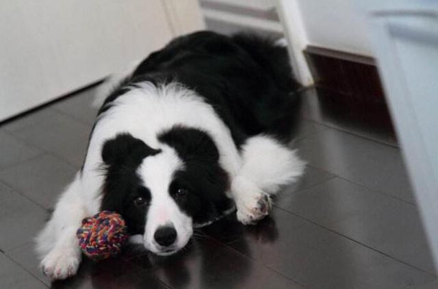 主人的这5种行为，会让狗狗“压力指数”上升