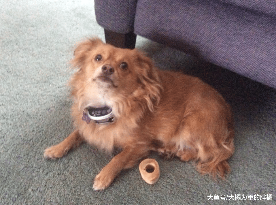 狗狗因早产失去孩子，被救后仍反复寻找，有幸被一窝小狗打开心结