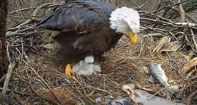 老鷹教養自己的孩子，如何吃魚？讓你的爸爸來教教你吧！