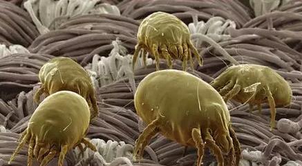 拜拜了螨虫，1个土法子，睡前用一用，只 要2天就把螨虫斩草除根