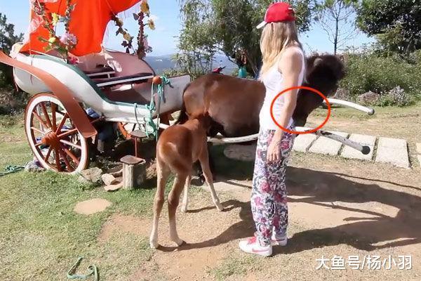 美女摸了摸小马, 马妈妈立马用这种方式警告, 下一秒美女含羞而逃