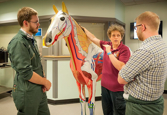 德国一匹白马独自在市区散步14年，当地居民早已习惯