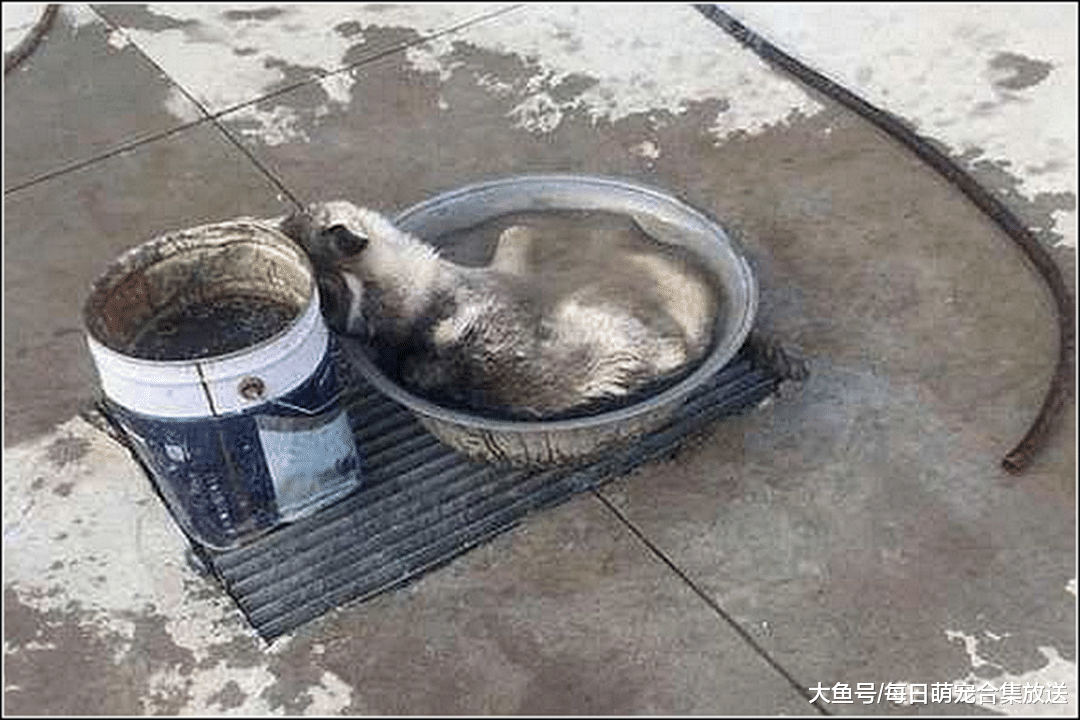 老妈接水洗菜，突然电话响了回屋接电话，接完出来一看不淡定了