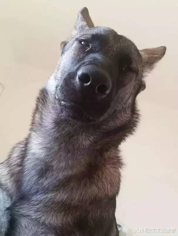 为什么狗狗喜欢在你睡觉的时候盯着你看？这个答案有点小揪心...