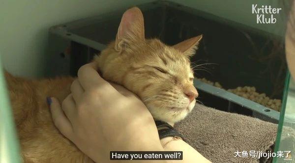 橘猫被弃养心碎绝食整整三个月，暴瘦到脸颊凹陷，新主人心疼落泪