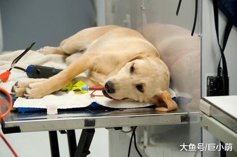 担心狗狗麻醉会出意外？其实这都是多余的，麻醉你想象中要安全