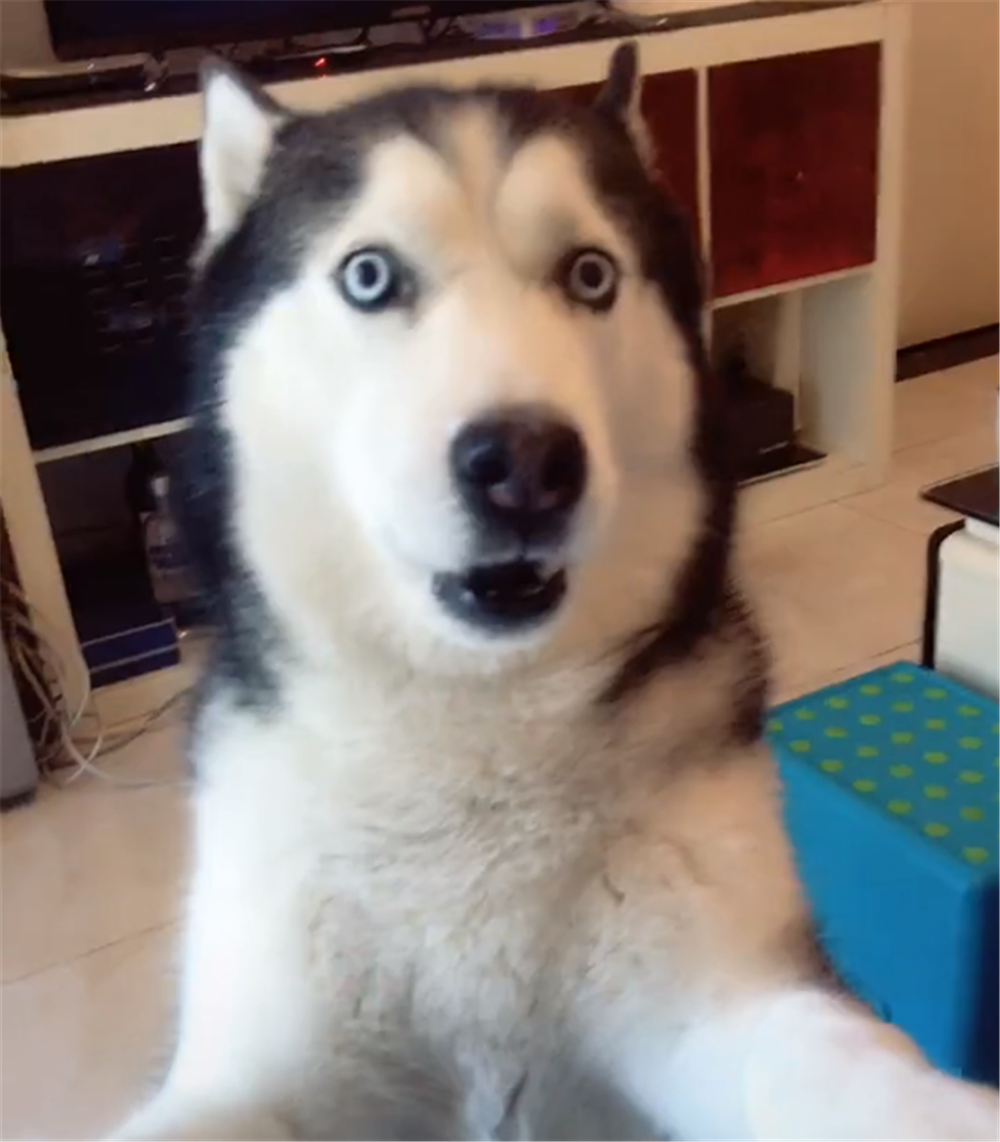 二哈拆毁牌桌, 主人打牌用狗的身体当桌, 狗: 我为这个家付出太多