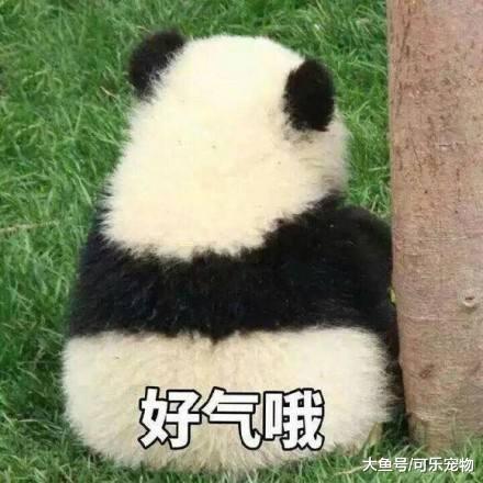 大熊猫挨着饲养员坐，却惨遭饲养员嫌弃，饲养员：莫挨老子！