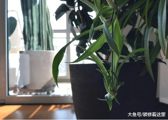 揭秘柯藍現實的房子，內部裝修很樸素簡約，看不出是個明星的家