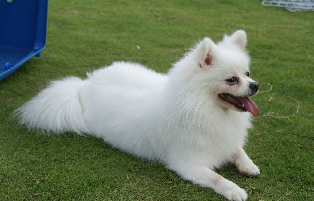 养狗的五个好处