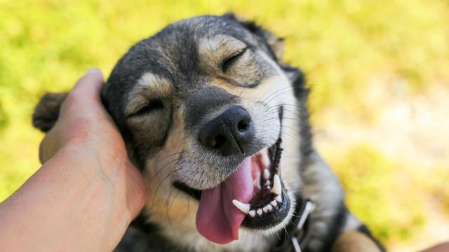 你家的狗狗会偏心吗？替它把屎把尿的是你，结果它却更喜欢别人？