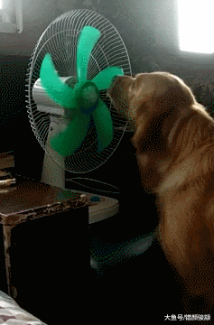 主人没开风扇大金毛急了，直接用嘴转扇叶，简直聪明的不敢养