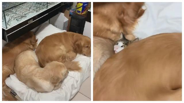 猫咪与2只金毛温暖熟睡，谁知又来一只庞然大物，把猫咪压得惨叫