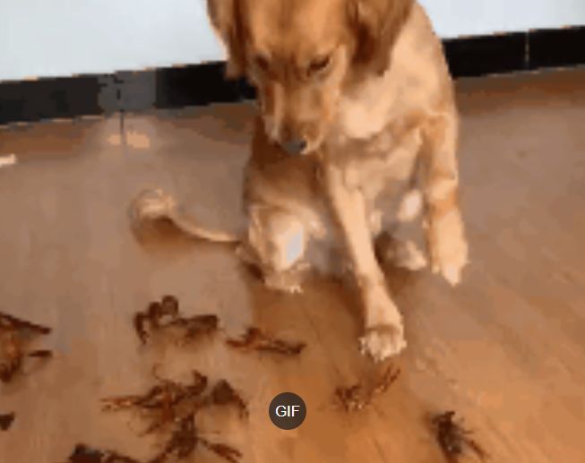 金毛想偷吃小龙虾，主人摆了一地活龙虾，金毛的反应笑喷了