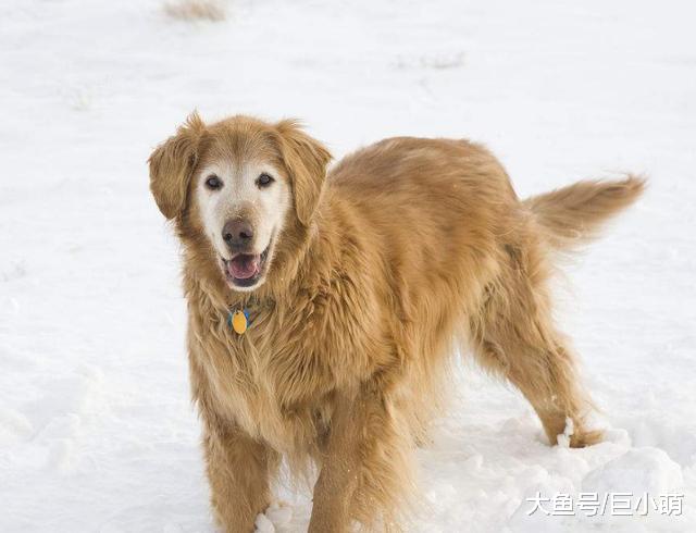 狗狗不能陪你一辈子，你却可以让它安度晚年，狗狗衰老的5个症状