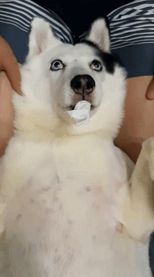 混血二哈游泳时突然死机，主人吓了一跳：你…还活着吗？