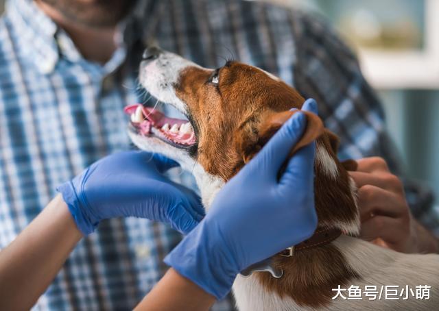 犬窝咳具有传染性，多数主人都不了解它，关于犬窝咳的七个知识点
