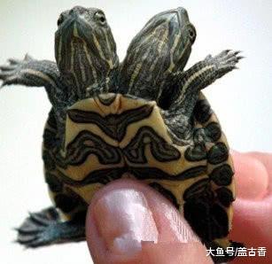 双头的动物你们见过吗？看着都感觉恐怖，真是世界之大无奇不有！