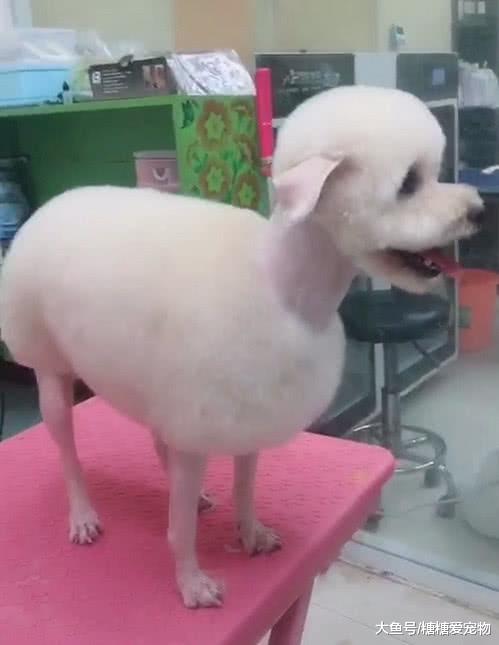 主人将狗狗留在宠物店让随便剪，美容师：剪成这样主人还给钱吗？