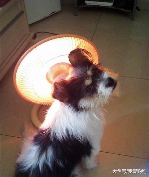 这狗火了，烤个火被中国消防点名，狗：我就想考个jio而已啊