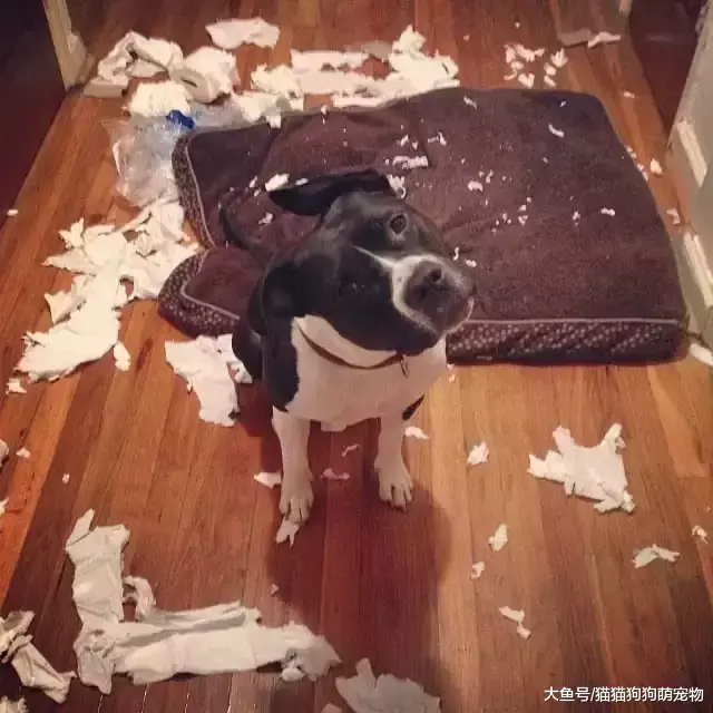 惡作劇的汪星人，看了以后你還想養狗嗎？