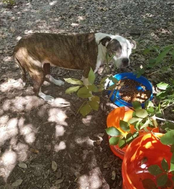 失踪了好几年的狗狗被找回，主人见到狗子时，再也忍不住泪崩了