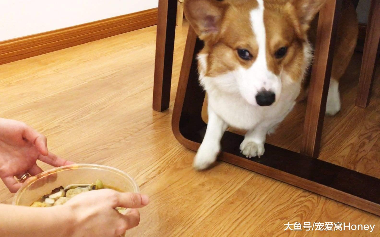 這三件你以為狗狗可能不需要的事，反而對狗狗的健康至關重要！