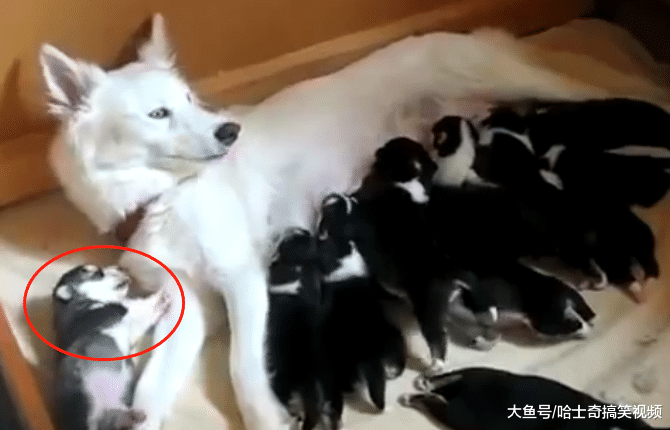 白二哈生下十多只寶寶，結果全是黑色的，寵主：哪來的墨水