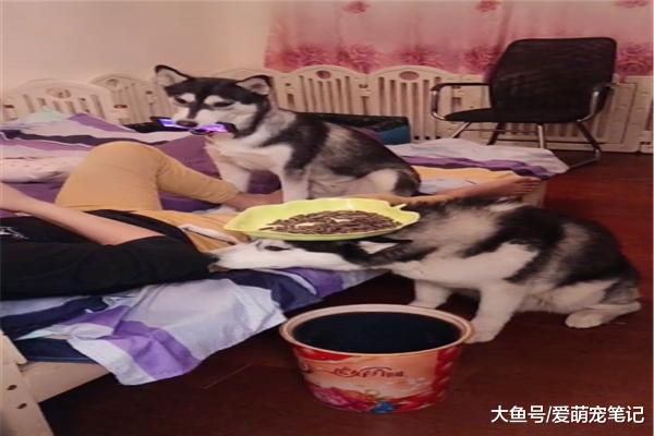 两只二哈今年才一岁，总向主人“献殷勤”，混口饭吃果然不容易！