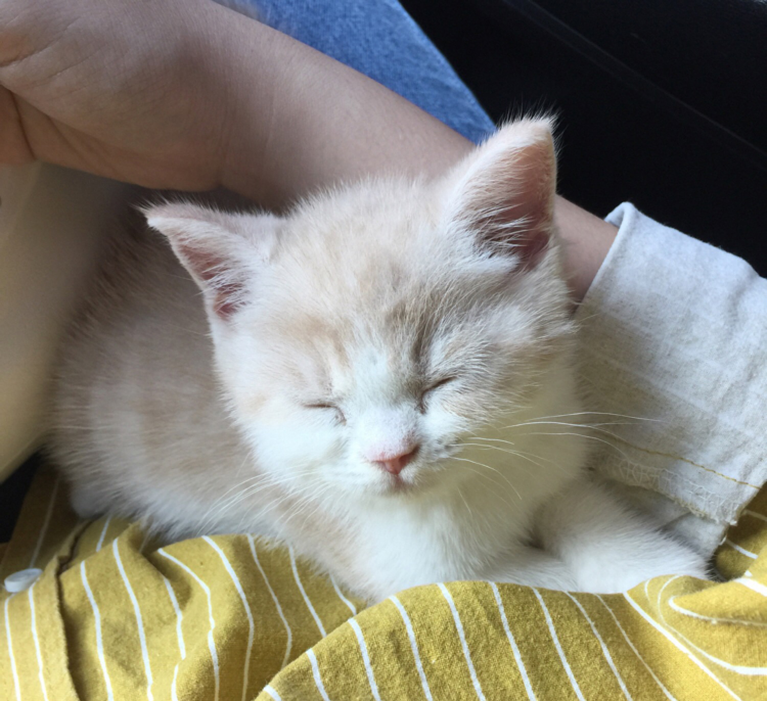 胖成球的小奶猫来袭！太可爱了萌得肝颤，这小眼神简直……