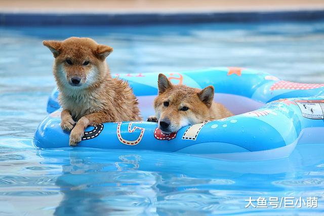 狗狗也有怕水狗，有些狗连洗澡都怕，切忌直接把狗扔下水