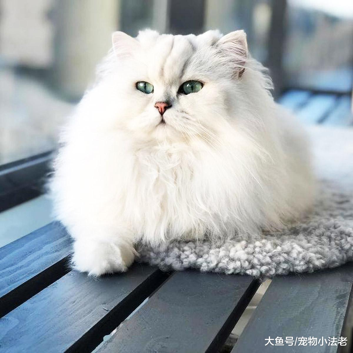 如果想猫咪健康长寿的话，请戒掉这5件事！