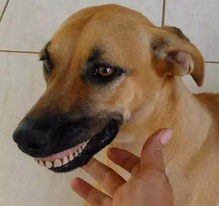 哈士奇抓了一只蜥蜴回家，女主人看到不淡定了！