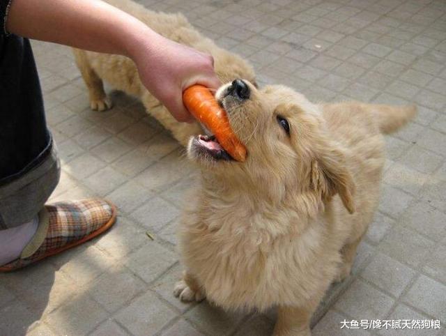 养狗小知识：怎样和狗狗培养感情？做好这5点就行