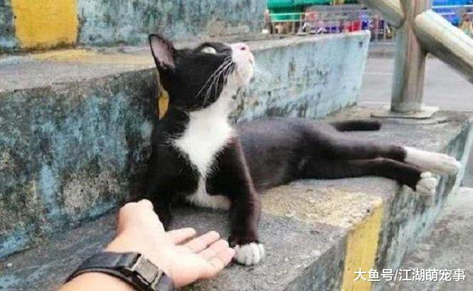 喊猫咪名字没有回应，给猫咪取名有用吗？