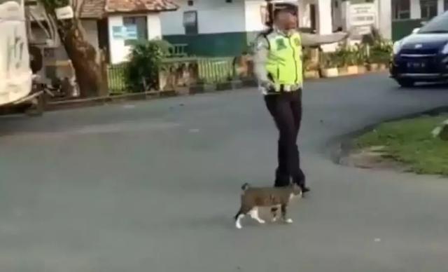 人间处处有真情！这位交警引导猫咪过马路的举动实在是太帅了！