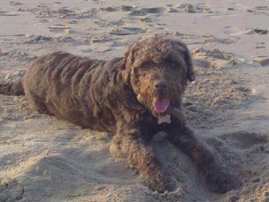 贪吃狗狗吃掉160英镑，主人花130英镑给它洗胃，主人到底亏了多少