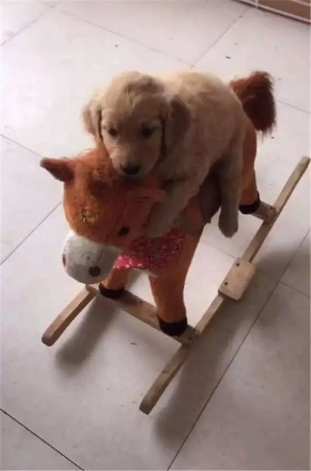 金毛的价格已经下降，但是为什么饲养它的人越来越少？