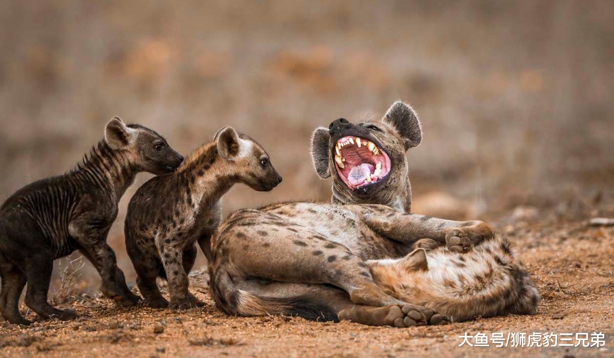 鬣狗经常骚扰狮群，为何狮子对它只是杀而不吃？