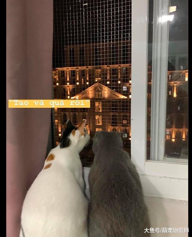 白猫想靠在灰猫身上撒娇，它却丝毫不领情，和对方打起架来！