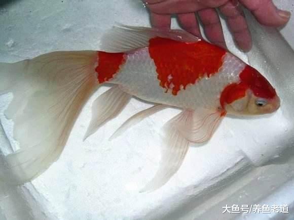 一米的鱼缸养观赏鱼但主人不是天天在家, 应该选择什么品种?