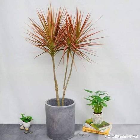 家里适合放的大型植物，时尚大气，旺人旺宅！
