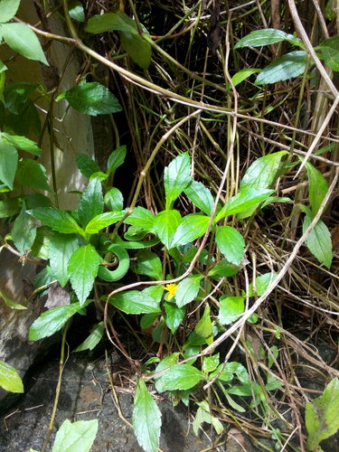 深山溪流钓，马口鱼连杆，偶遇“小青”被吓到