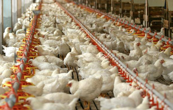 肉鸡养殖密度大难养，为什么养殖密度小了还有危害？