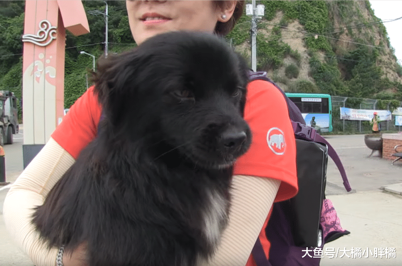 狗狗做起了“导游”，每天带着游客去爬山，主人知道后说出了原因