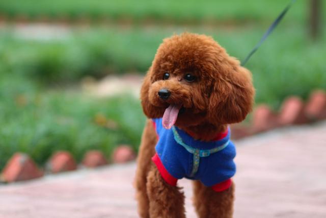 泰迪犬对你有这6个行为, 证明你是它的一切, 总算是没白养!