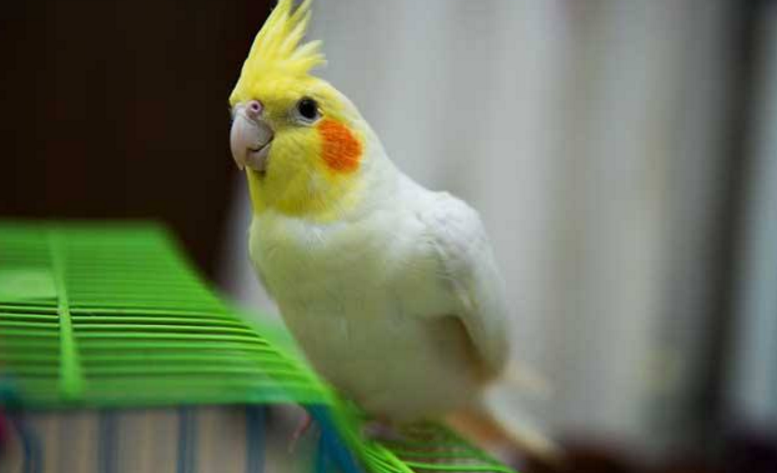 一只从蛋开始养大的玄凤鹦鹉，究竟有多难伺候？