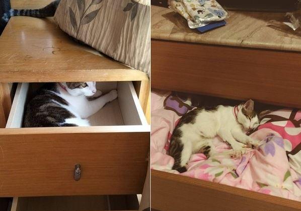 主人每天醒来都找棉被，只因自家猫咪太霸道，趁人熟睡把棉被扒走